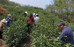 福瑞璟：一盏佳茗，敬父爱如山